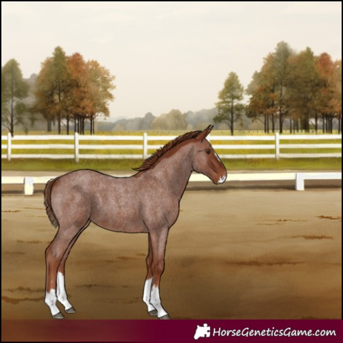 Horse Color:Red Roan Splash 