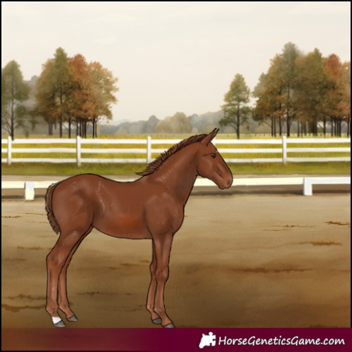 Horse Color:Chestnut 