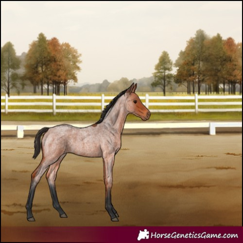 Horse Color:Bay Roan 