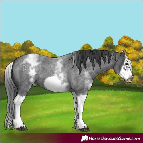 Horse Color:White Spotted Blue Roan Splash Frame Varnish 