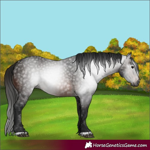 Horse Color:Gray Bay
