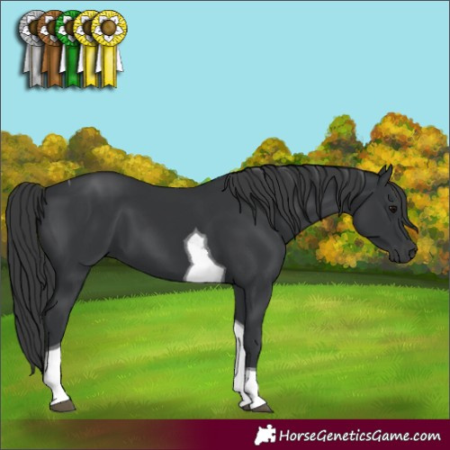 Horse Color:Black Tobiano 