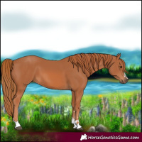 Horse Color:Chestnut 