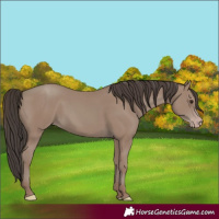Horse Color:Classic Champagne 