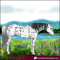 Horse Color:White Spotted Black Splash Appaloosa