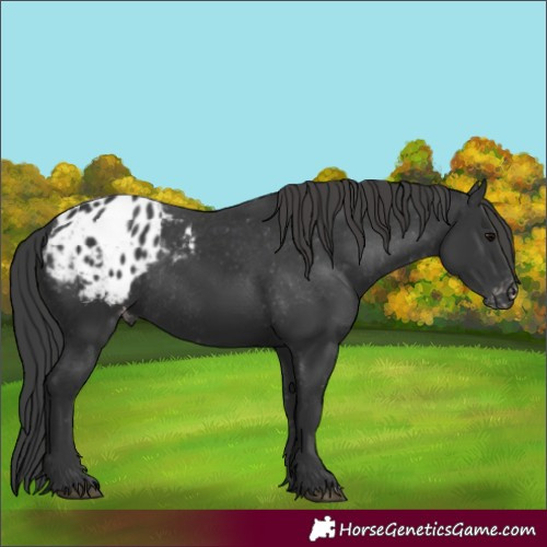 Horse Color:Black Appaloosa Rabicano 