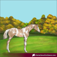 Horse Color:White Spotted Chocolate Palomino Pearl 