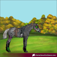 Horse Color:White Spotted Chestnut Tobiano  and ERROR: UNKNOWN ANOMALY