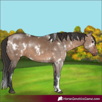 Horse Color:White Spotted Bay Dun 