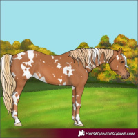 Horse Color:White Spotted Chestnut 