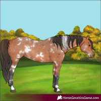 Horse Color:White Spotted Bay 