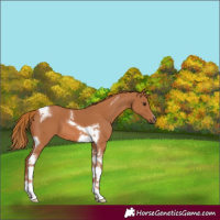 Horse Color:Chestnut Tobiano