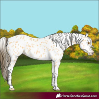 Horse Color:White Spotted Buckskin Appaloosa 