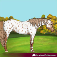 Horse Color:White Spotted Red Dun Appaloosa 