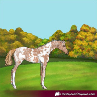 Horse Color:White Spotted Chestnut Ice 