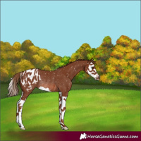 Horse Color:Chestnut Splash Appaloosa Rabicano 