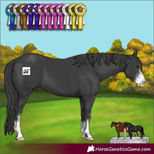 Horse Color:Black Sabino 