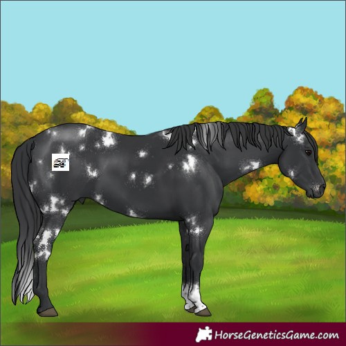 Horse Color:White Spotted Black Sabino 