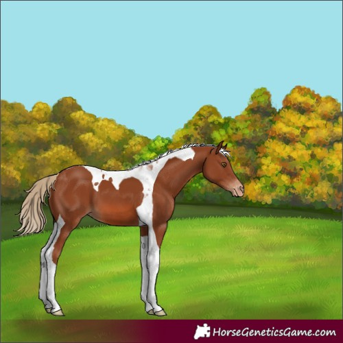 Horse Color:Chestnut Tobiano Appaloosa 