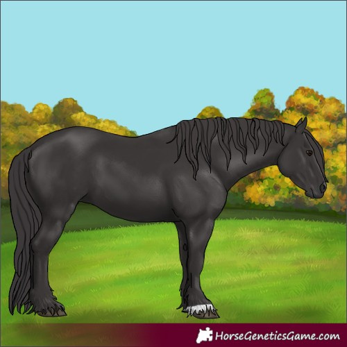 Horse Color:Smoky Black 