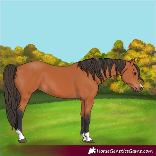 Horse Color:Bay 