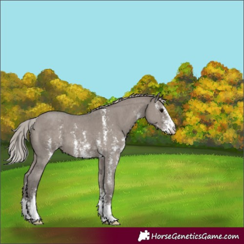 Horse Color:Silver Grullo Mushroom Sabino 