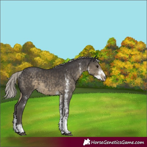 Horse Color:White Spotted Silver Smoky Black Mushroom 