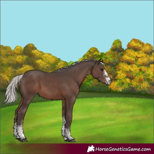 Horse Color:White Spotted Silver Black Mushroom 