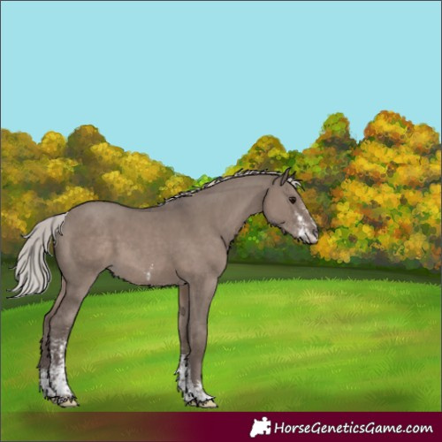 Horse Color:Silver Grullo Mushroom Sabino 