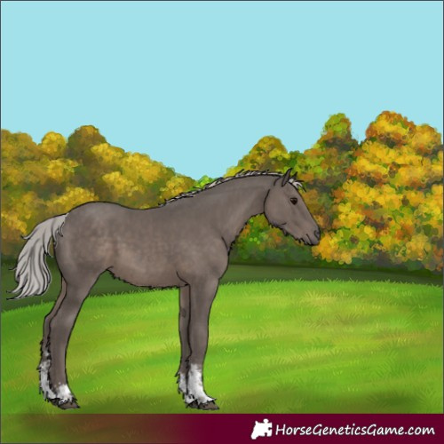 Horse Color:Silver Black Mushroom Sabino 