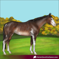 Horse Color:Liver Chestnut Sabino Rabicano 