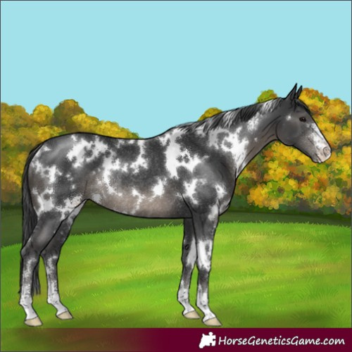 Horse Color:White Spotted Black Sabino Rabicano