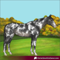 Horse Color:White Spotted Black Sabino Rabicano 