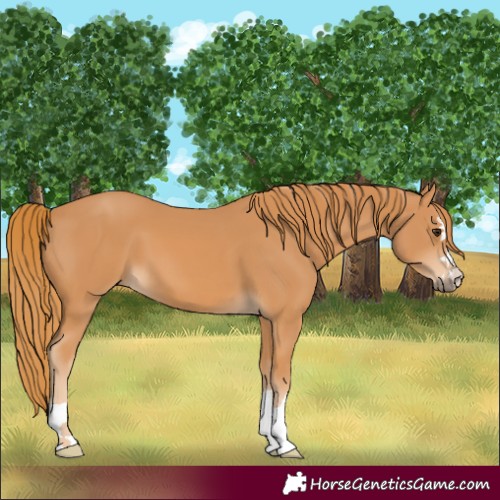 Horse Color:Chestnut 