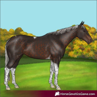 Horse Color:Silver Brown Tobiano 