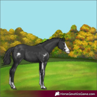 Horse Color:Black Sabino Rabicano