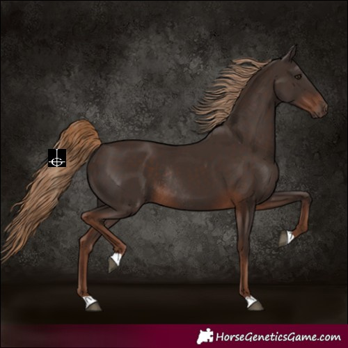 Horse Color:Liver Chestnut Rabicano 