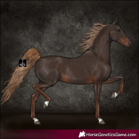 Horse Color:Liver Chestnut Rabicano 