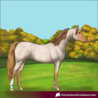 Horse Color:Red Roan