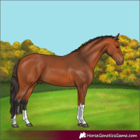 Horse Color:Bay Tobiano 