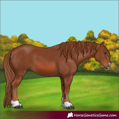 Horse Color:Chestnut 