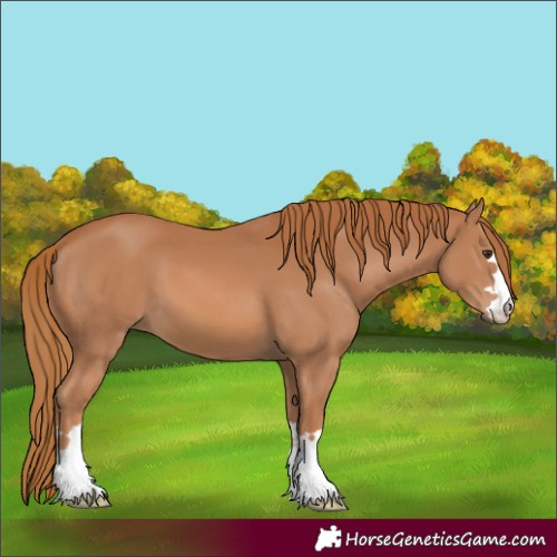 Horse Color:Chestnut 