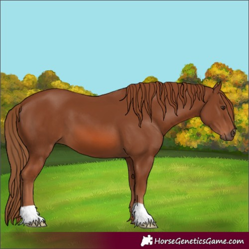 Horse Color:Unknown 