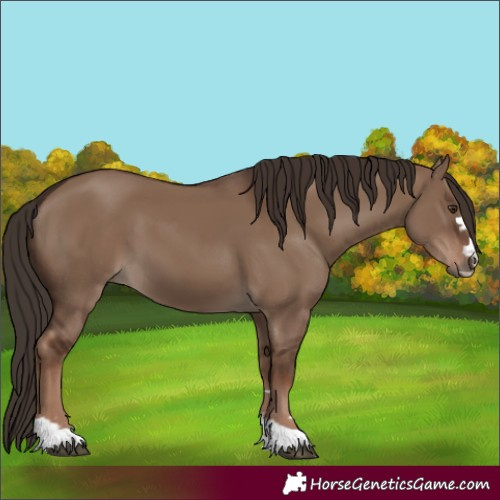 Horse Color:Unknown 