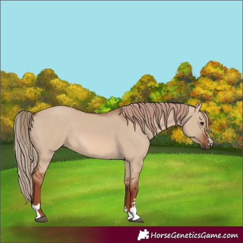 Horse Color:Red Dun