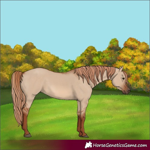 Horse Color:Red Dun 