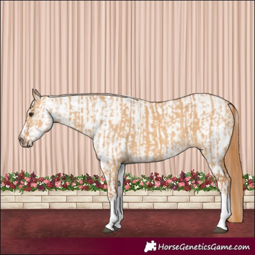 Horse Color:White Spotted Red Dun Rabicano and White Spotted Red Dun Rabicano