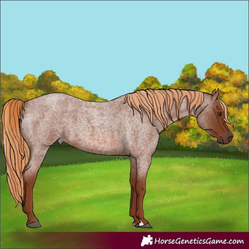 Horse Color:Red Roan 