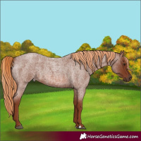 Horse Color:Red Roan