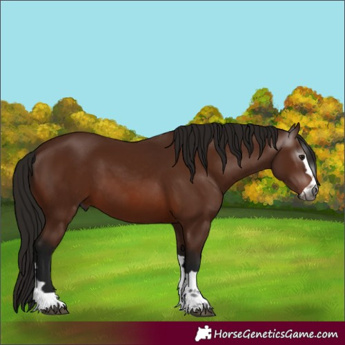 Horse Color:Gray Bay 